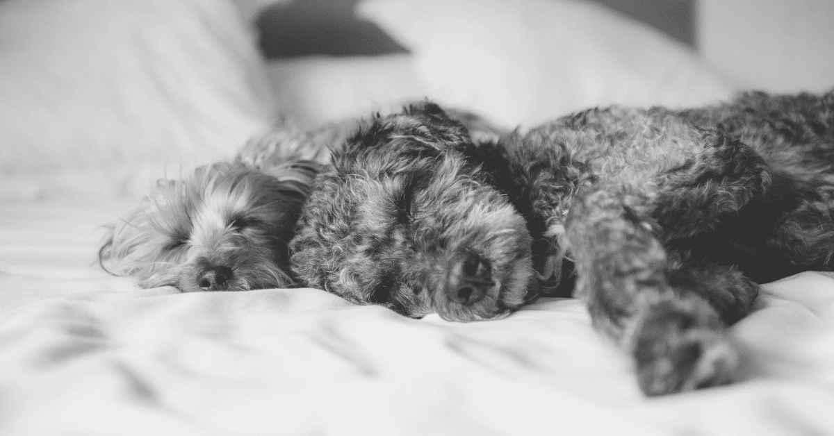 How Much Do Dogs Sleep and Should You Be Concerned?