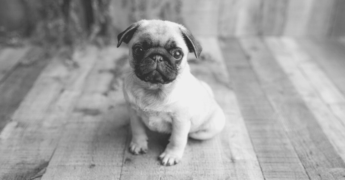 A Beautiful List of Pug Pictures For All Occasions