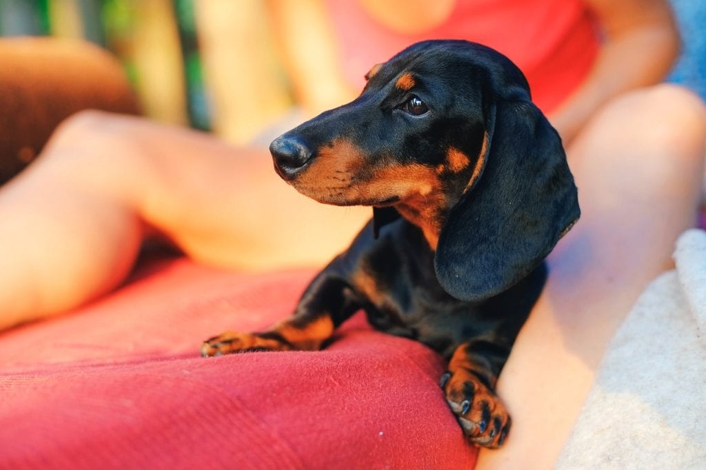 Dog Pictures Dachshund