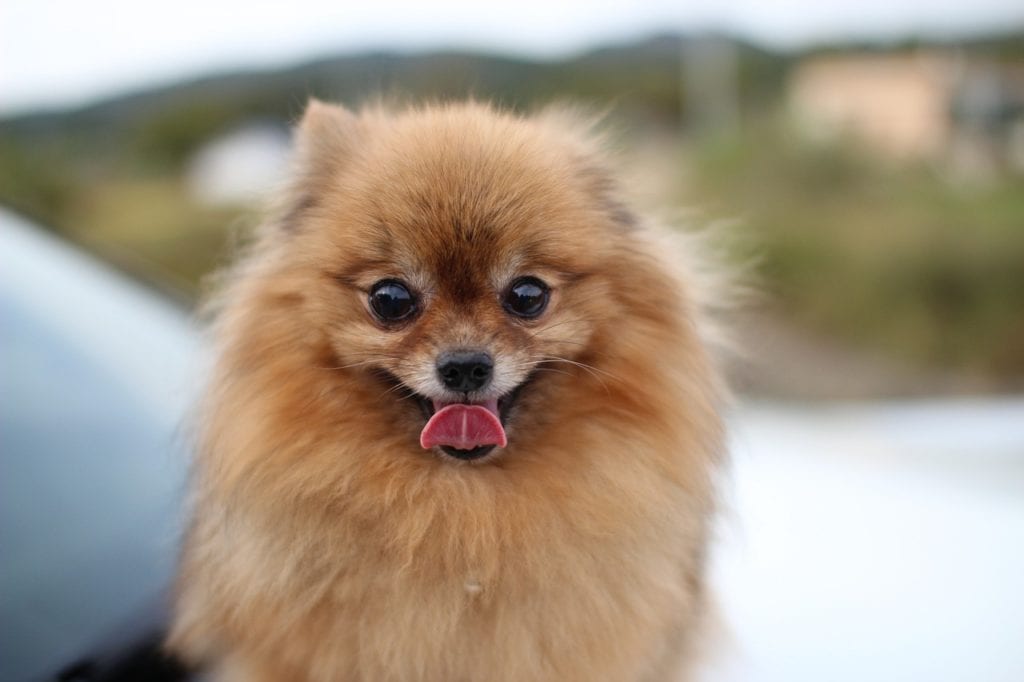 Pomeranian Picture