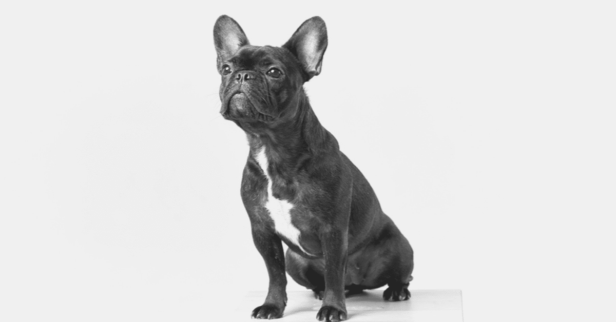 An Eye Catching List Of Quality French Bulldog Pictures