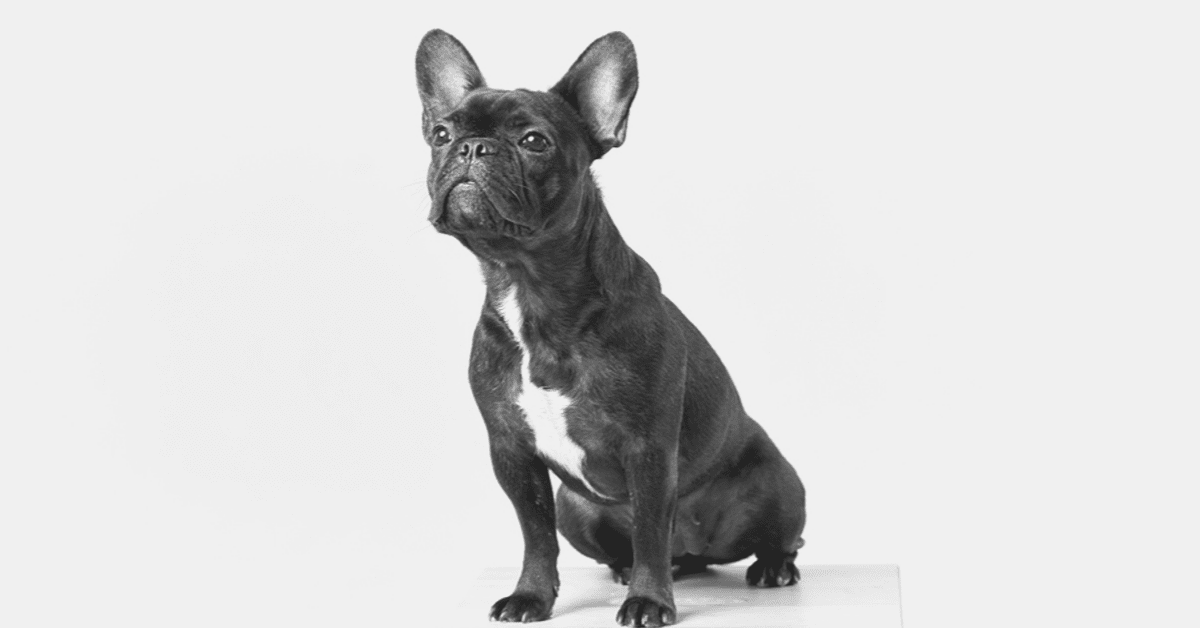 how can you tell a good quality french bulldog?