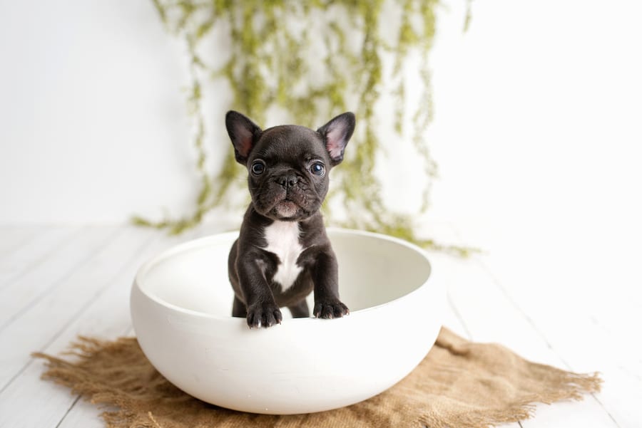 french bulldog