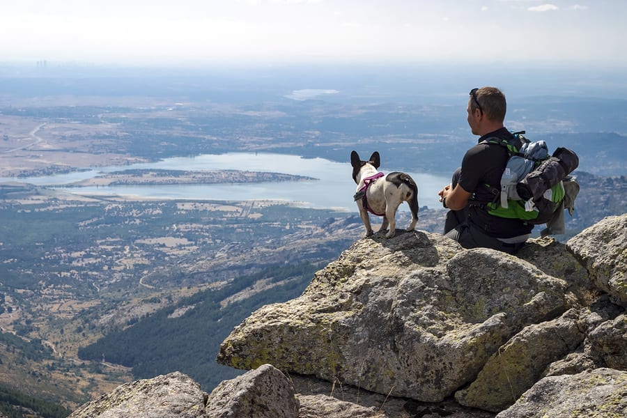 French Bulldog Picture - Adventurous