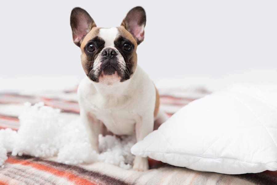 Cute french bulldog puppy sitting on a soft blanket with his