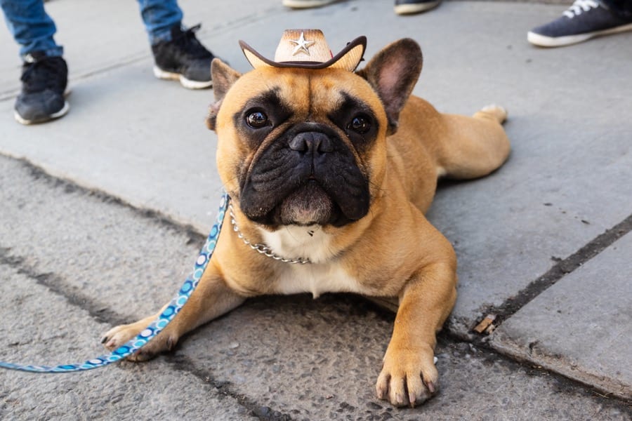 An EyeCatching List of Quality French Bulldog Pictures