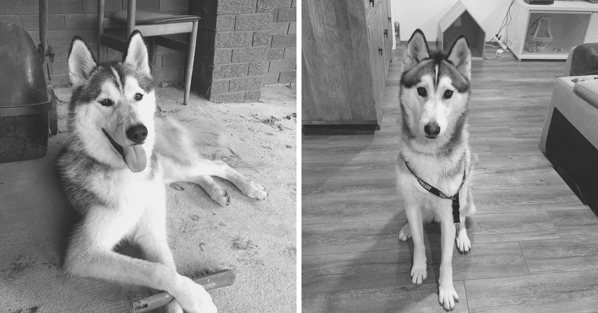 Meet Luka Husky - Rescued and Ready For His Forever Home