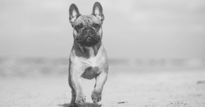 13 Interesting Facts About French Bulldogs