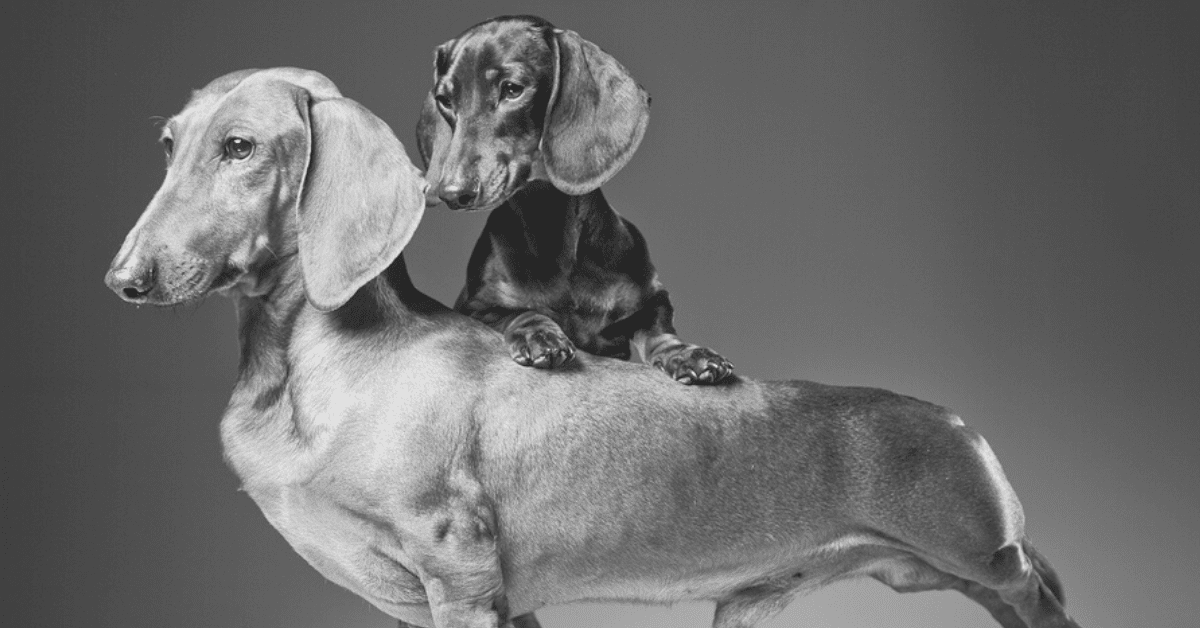 A Cute List of High-Quality Dachshund Pictures