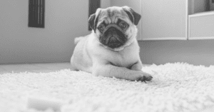 How to Train Your Pug - Potty, Getting Social, and More