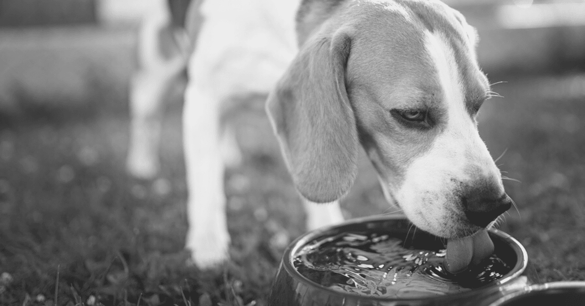 Why-is-My-Dog-Drinking-a-Lot-of-Water.png