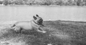 How Much Should a Pug Exercise?