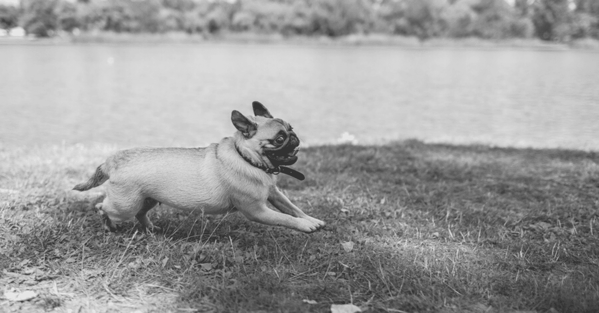 How Much Should a Pug Exercise?