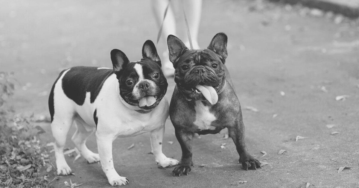 Are French Bulldogs Aggressive Dogs?