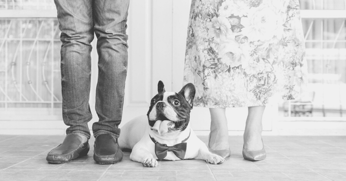 Is the French Bulldog a Good Family Dog?