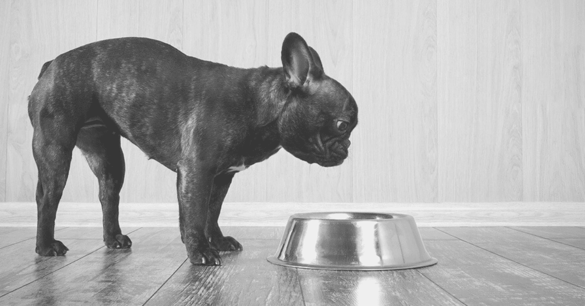 What’s The Best Food For a Dog With a Sensitive Stomach?