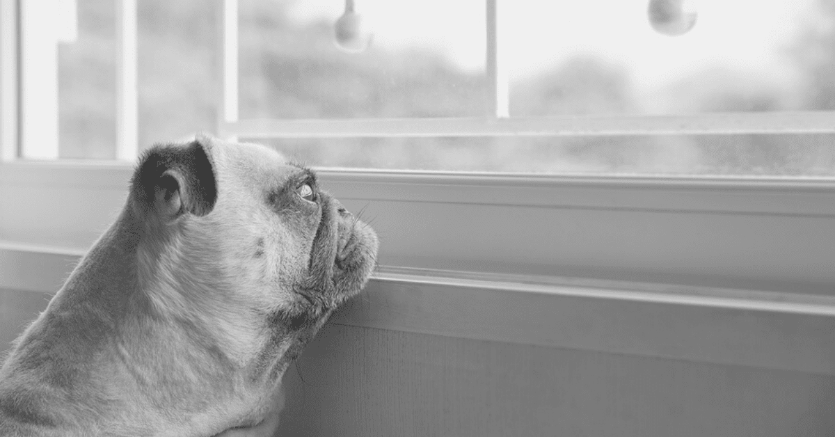 How much do Pugs bark?