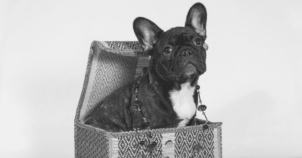 Frenchie gifts for her sale