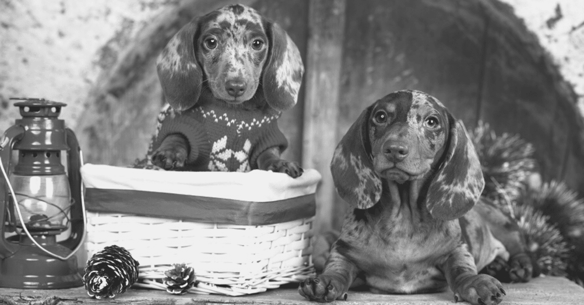 18 Gifts For Dachshund Lovers