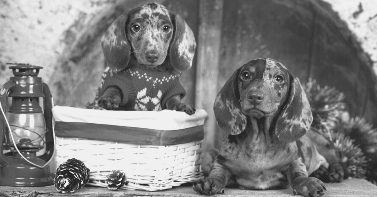 Presents for dachshund outlet lovers