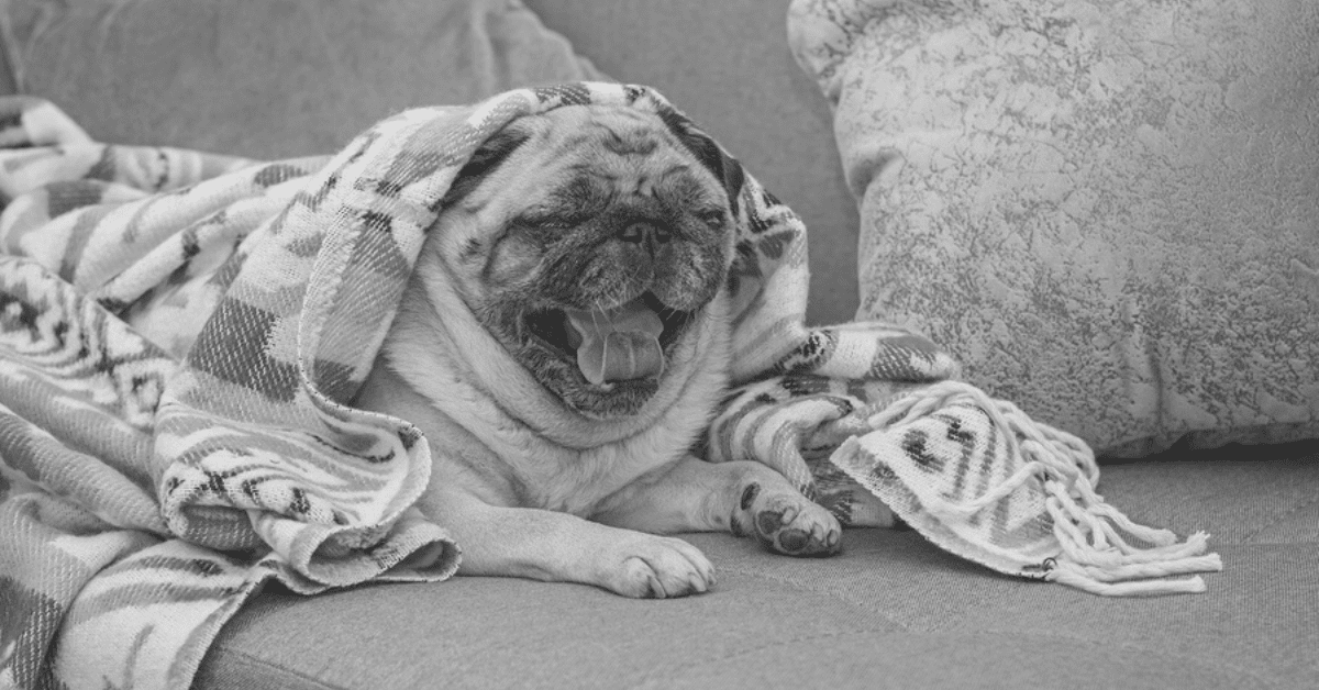 How Much Do Pugs Sleep?