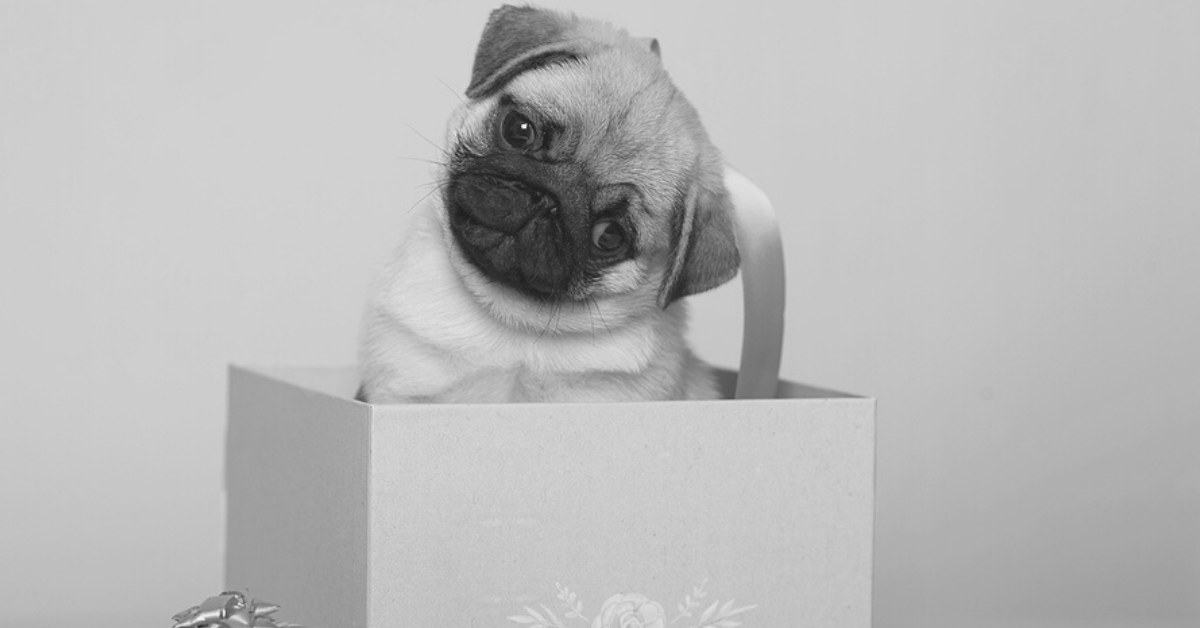 21 Intriguing Gifts For Pug Lovers - From Artwork to Stuffed Animals