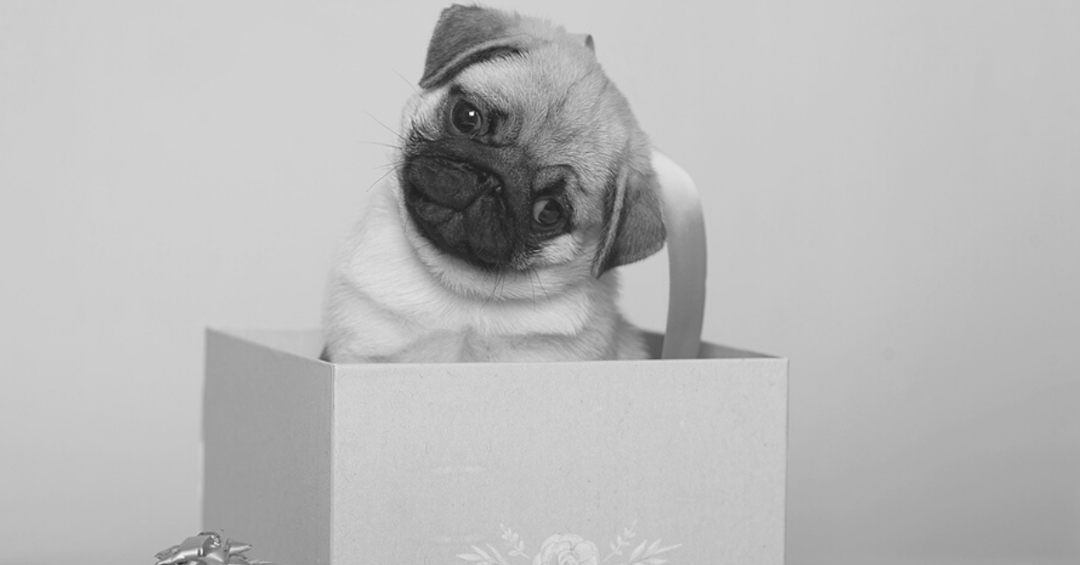 Pug shop related gifts