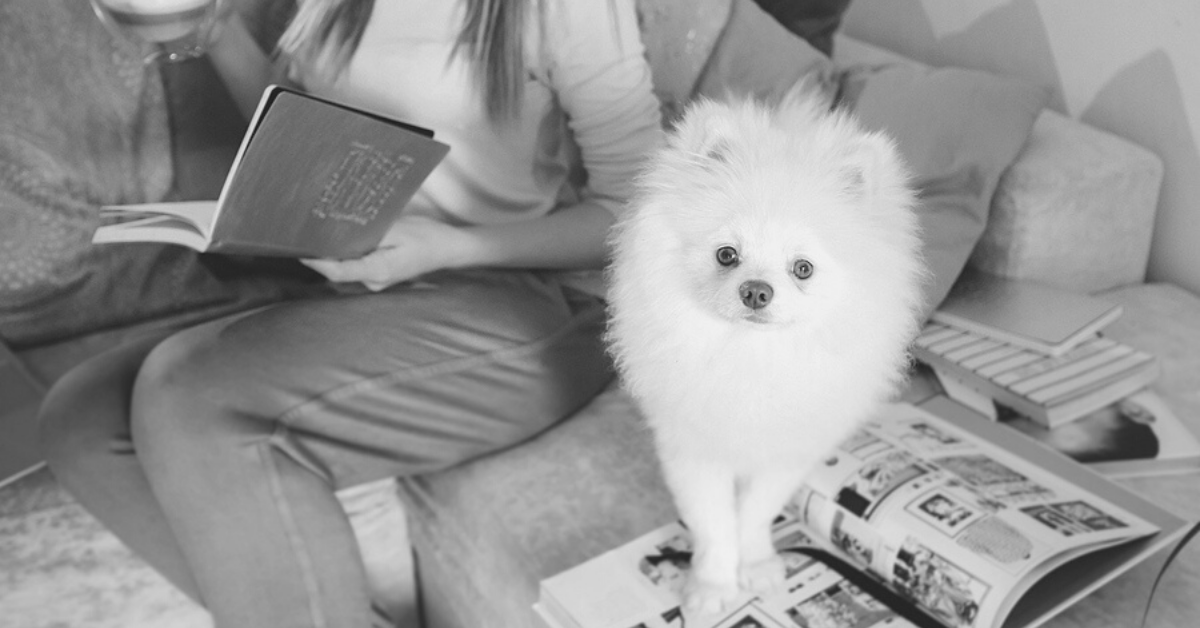 The 17 Best Dog Books For Gifting or Just Because