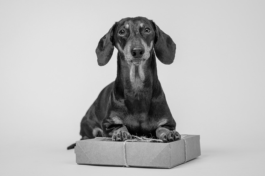 14 Amazing Pieces of Dachshund Stationery