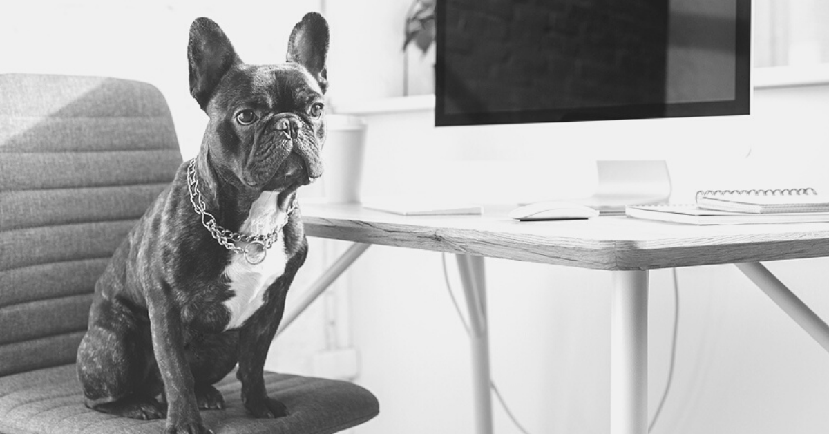 16 Unique French Bulldog Stationery Finds For a Frenchie Lover