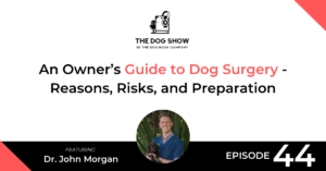 An Owner’s Guide to Dog Surgery - Reasons, Risks, and Preparation