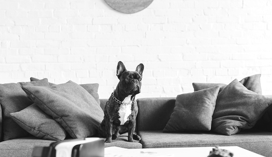 French Bulldog Bedroom Decor