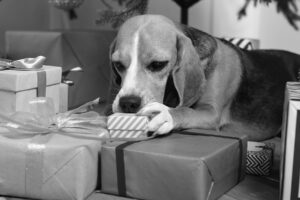 17 Heartwarming Gifts for Beagle Lovers